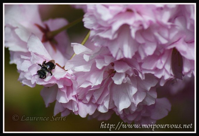 insecte-sur-fleur-de-cerisier-du-japon.jpg