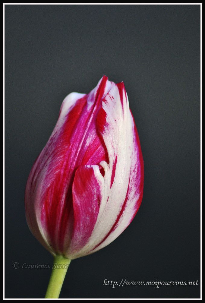 tulipe-rouge-rose-et-blanche-en-bouton.jpg