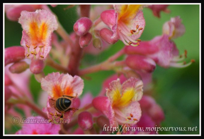 abeille-dans-fleur-de-marronnier-rouge.jpg