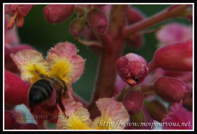 abeilles-aux-ailes-roses-et-jaunes.jpg
