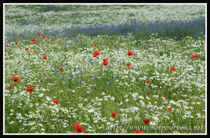 bleuets-camomilles-coquelicots.jpg