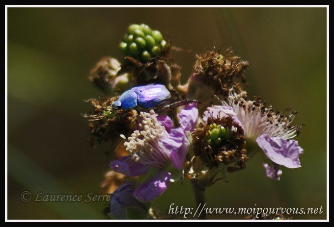 coleoptere--bleu-fluo.jpg