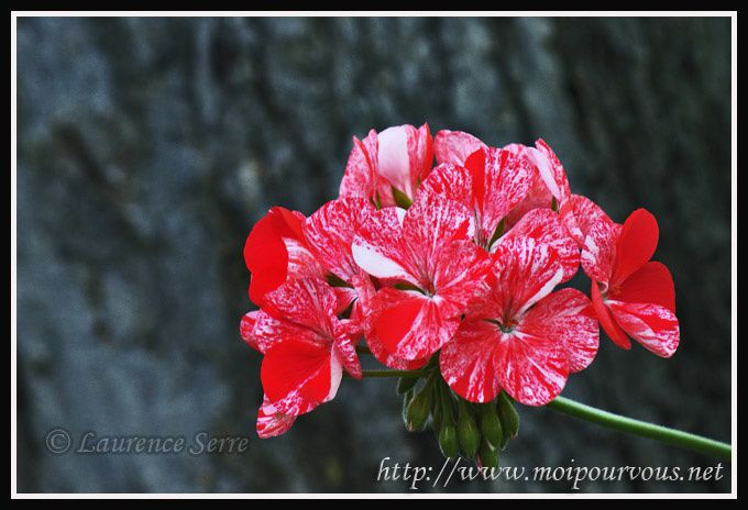 fleur-de-geranium.jpg