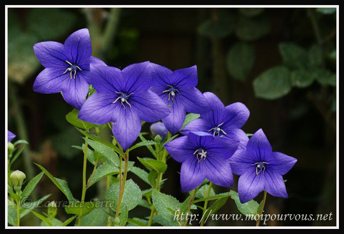fleurs-violettes.jpg