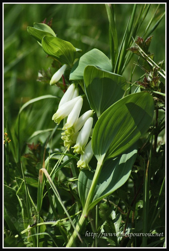 sceau-de-salomon-ou-polygonatum.jpg