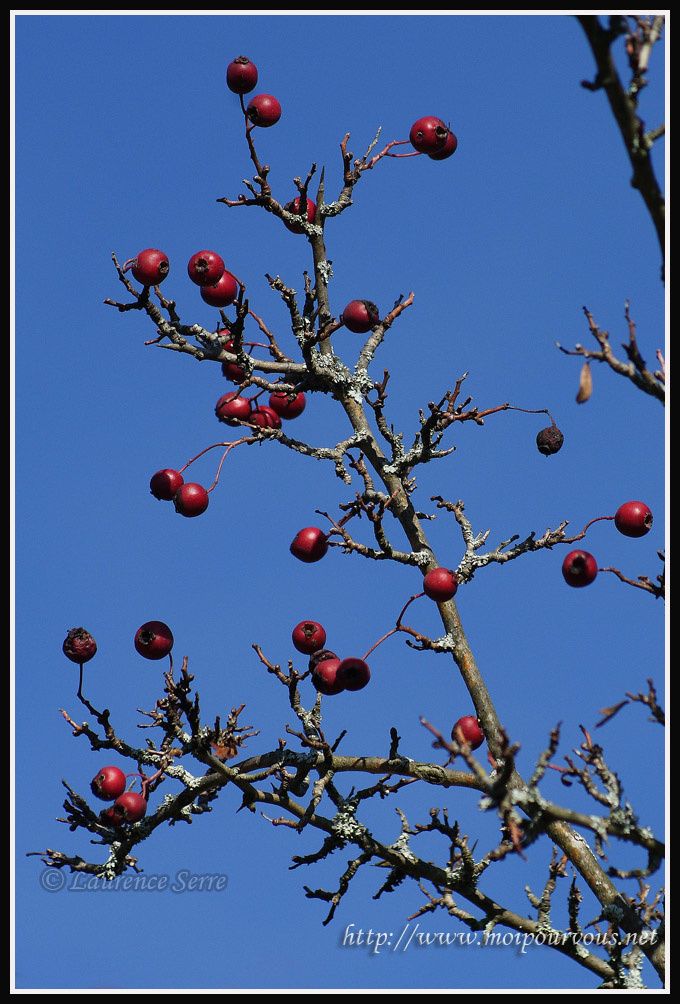 fruits-rouges-de-l-aubepine.jpg