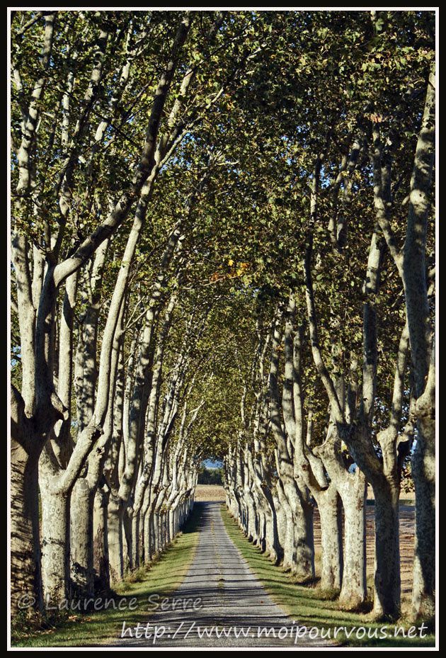 Castelnaudary-11-la-rangee-d-arbres-vers-canal-du-midi.jpg