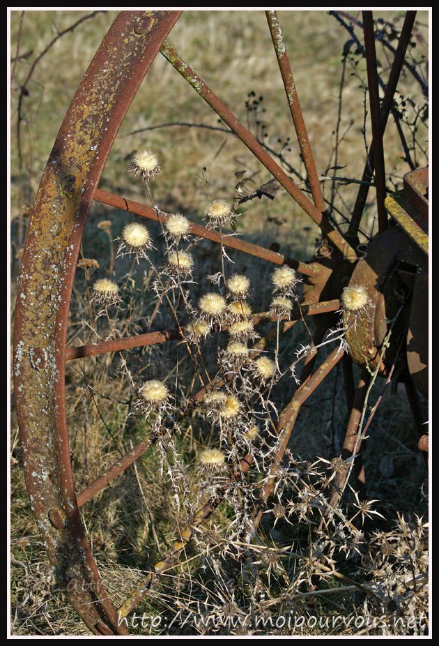 veille-roue-et-chardons-secs-poesie.jpg