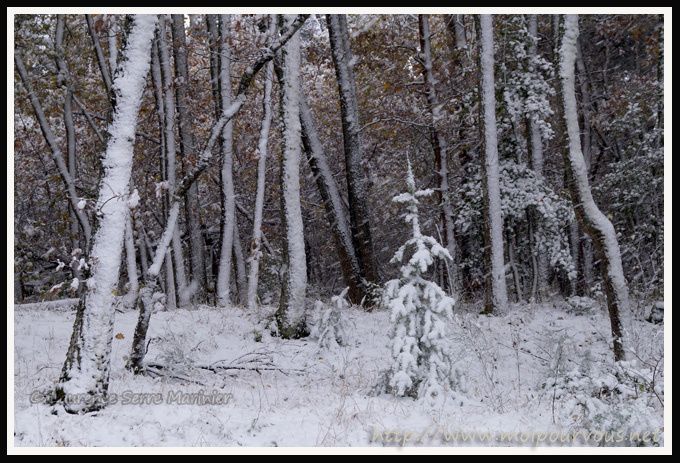 Bebe-sapin-a-pris-son-manteau-blanc.jpg