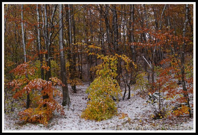 Cezallier-63-Premiere-neige-nov-2013-Feuilles-automne-et-.jpg