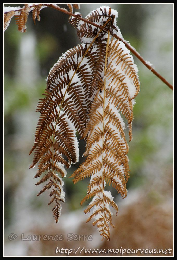 Feuilles-seches-de-fougere-recouvertes-de-neige.jpg