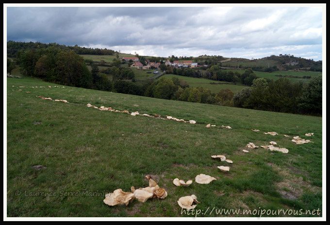 Le-Zagat-63-et-les-Leucopaxilles-gigantesques-.jpg