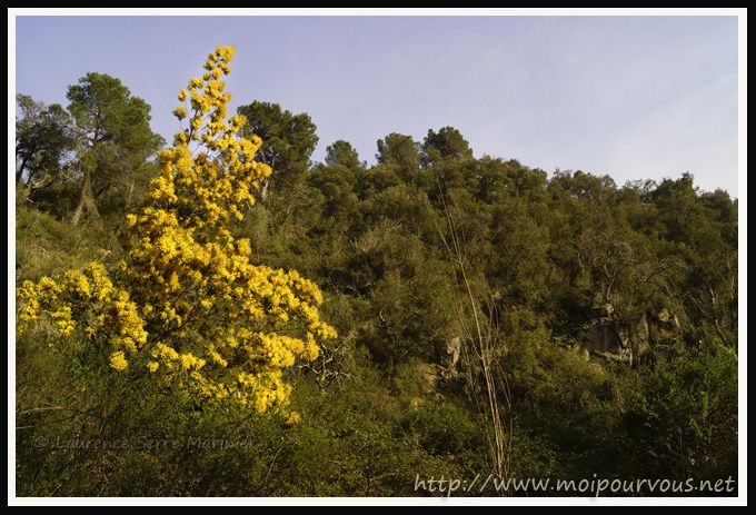 Espagne-le-mimosa-sauvage.jpg