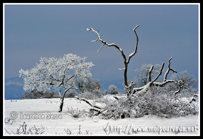 paysages-de-neige-janvier-2010-plateau-du-Montcelet-63.jpg