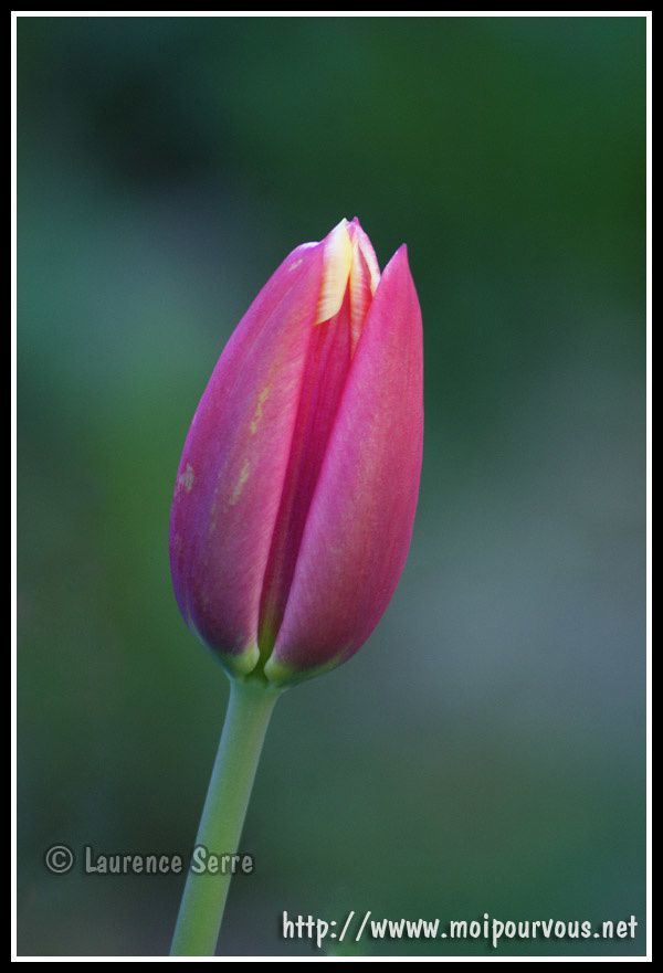 une-tulipe-non-eclose.jpg
