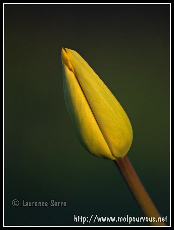 tulipe-jaune.jpg