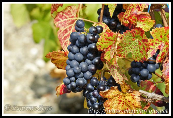 Automne-2010-vigne-raisin-Boudes.jpg