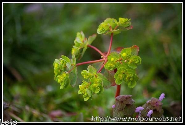 euphorbe-et-lamier-pourpre.jpg