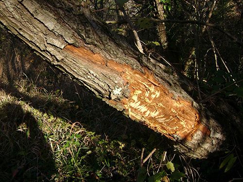 Arbre épluché par un castor