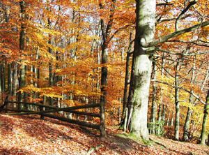 wellin-trees.jpg