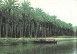 palmeraiesenIraq-s-1.jpg