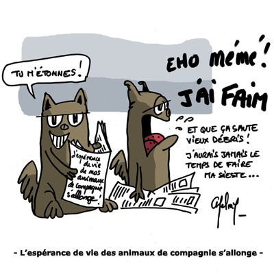 animaux_compagnie.jpg