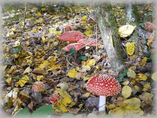famille-champi6524.jpg