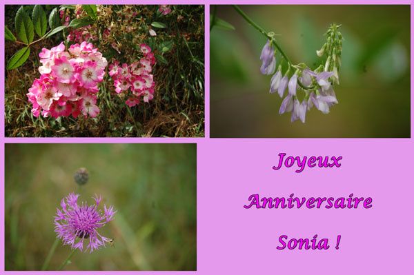 Bon Anniversaire Sonia Les Yeux De Ma Vie Bon Anniversaire Sonia Les Yeux De Ma Vie