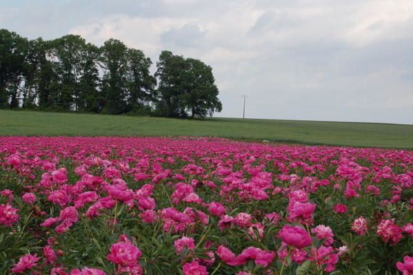 champ-de-pivoines-2-023.JPG