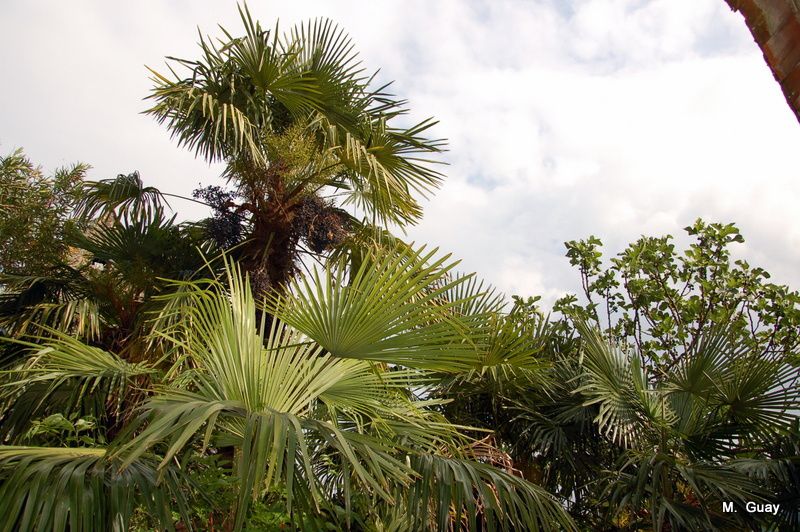 palmiers-2610.JPG