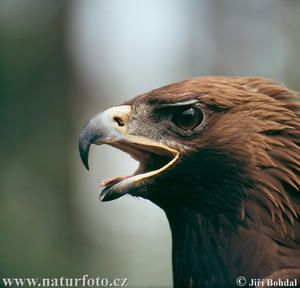 Aigle Royal Prix Achat