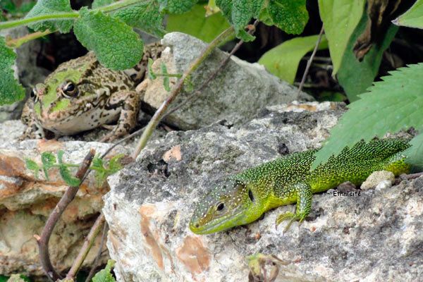 lezard-copie-1.jpg