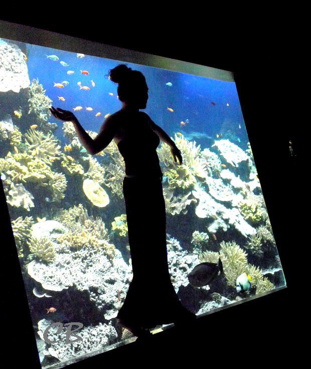Monaco sirène aquarium