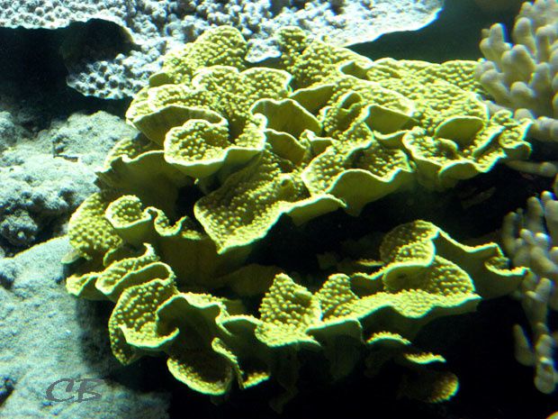 Monaco corail