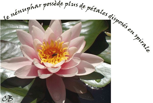 Nénuphars ou lotus ? - Le blog de Kinou