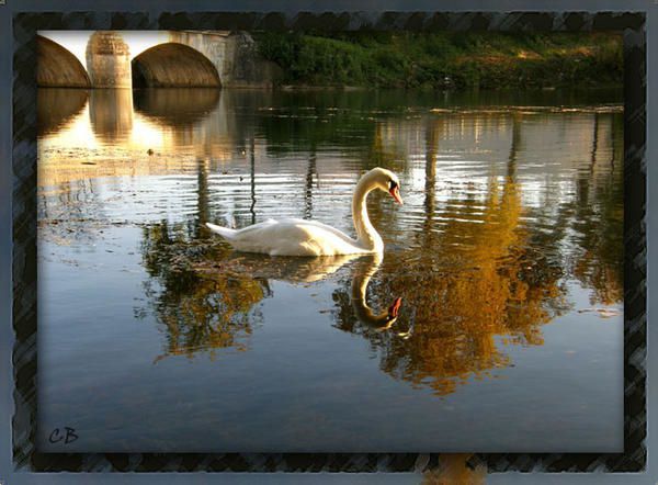 Cygne Cygne