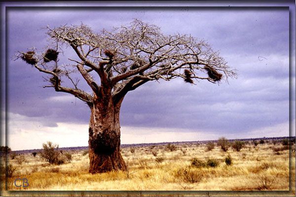 Kenya baobab Kenya baobab