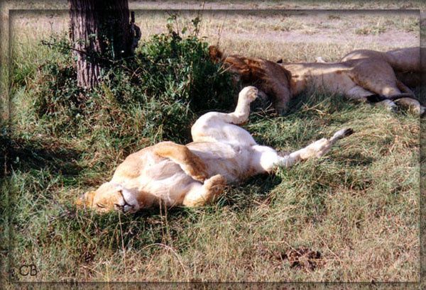 Kenya lionne