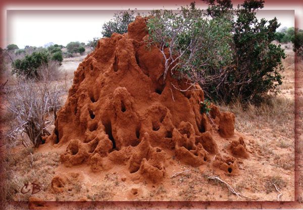 Kenya termitière