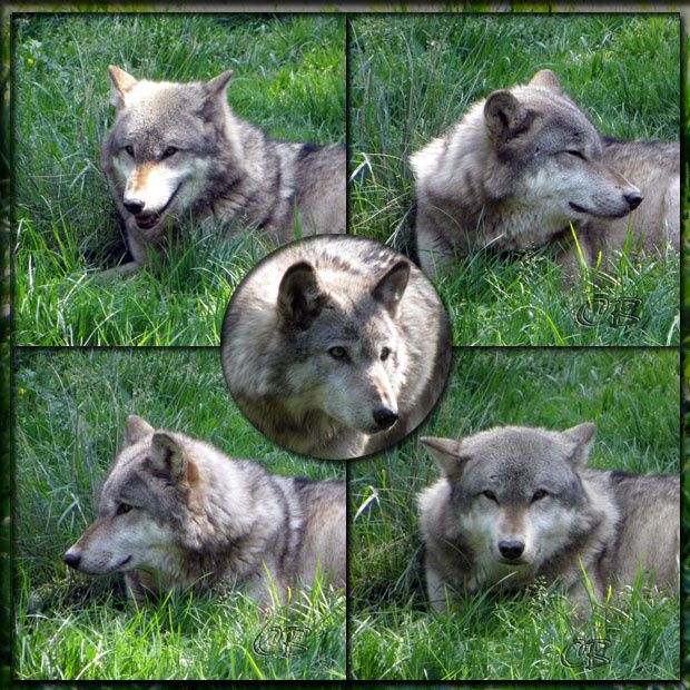 Montage photos portraits de loups gris