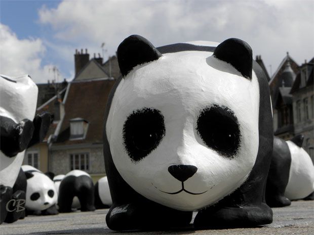 Besançon 1600 pandas