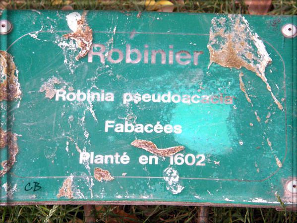 plaque robinier square Viviani