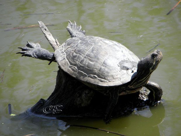 Parc Ste Croix héron tortue de Floride
