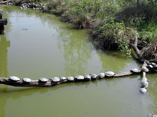 Parc Ste Croix héron tortues de Floride