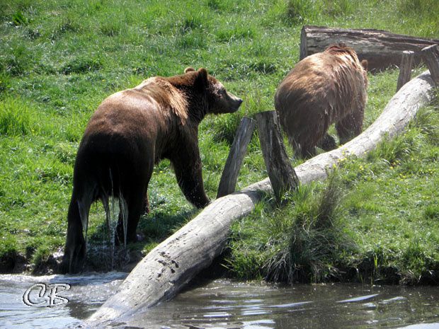 Parc de Ste Croix ours bruns