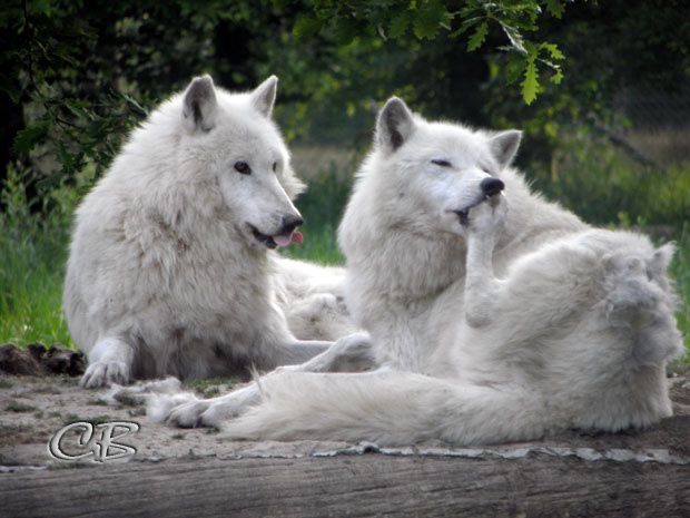 Parc de Ste-Croix deux loups blancs