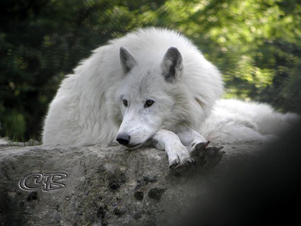 Parc de Ste-Croix loup blanc