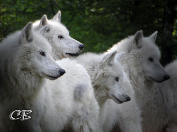 Parc de Ste-Croix meute de loups blancs 