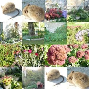 mosa--que-de-mon-jardin.jpg