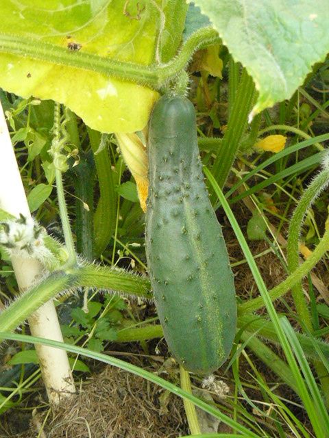 concombre_jardin concombre_jardin